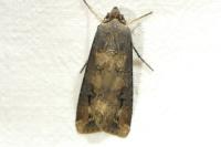 Agrotis ipsilon