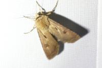 Agrotis exclamationis