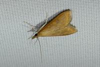Udea ferrugalis