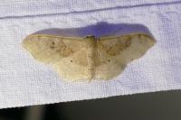 Idaea degeneraria