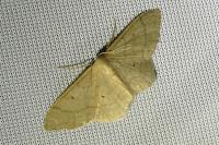 Idaea straminata