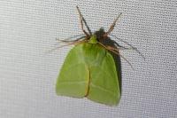 Pseudoips prasinanus