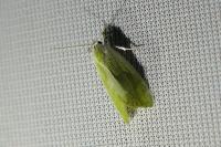 Earias clorana