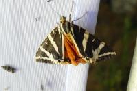 Euplagia quadripunctaria