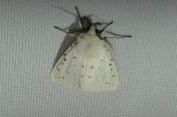 Spilosoma lubricipeda
