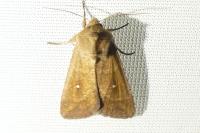 Mythimna albipuncta