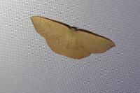 Cyclophora puppillaria
