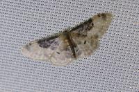 Idaea filicata