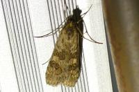 Nomophila noctuella