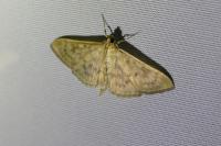 Patania ruralis