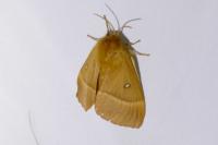 Lasiocampa quercus