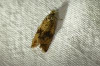 Celypha striana