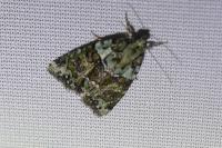 Cryphia algae