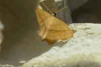 Scopula imitaria