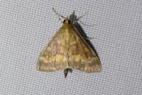 Ostrinia nubilalis/scapulalis