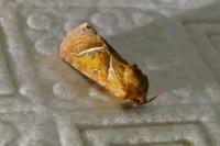 Triodia sylvina