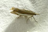 Crambus pascuella