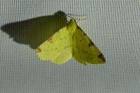 Opisthograptis luteolata