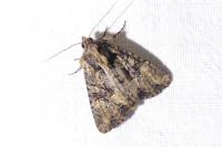 Mesapamea secalella/secalis