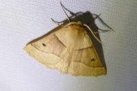 Crocallis elinguaria