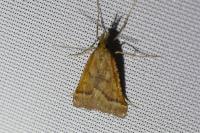 Synaphe punctalis