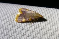 Hypsopygia costalis