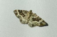 Epirrhoe alternata