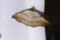 Laspeyria flexula