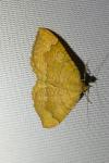 Camptogramma bilineata