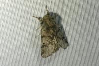 Thaumetopoea pityocampa