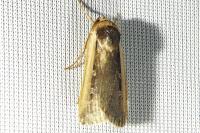 Ochropleura leucogaster