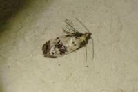 Cochylis posterana