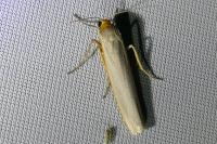 Eilema caniola