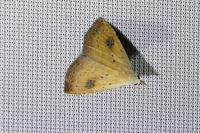 Rivula sericealis