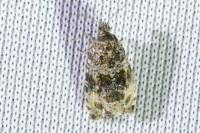 Celypha lacunana