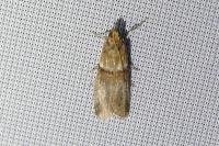 Acrobasis tumidana