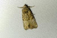 Mesoligia furuncula
