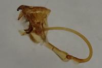 Cilix hispanica