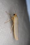 Eilema caniola
