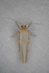 Eilema caniola