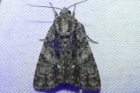 Acronicta rumicis
