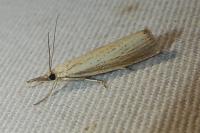 Agriphila straminella