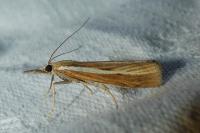 Agriphila tristella