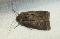 Agrotis bigramma