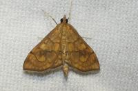 Anania verbascalis