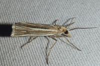 Ancylolomia tentaculella