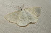 Cabera exanthemata