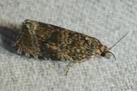 Celypha lacunana