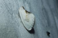 Cilix glaucata
