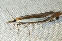 Crambus pascuella